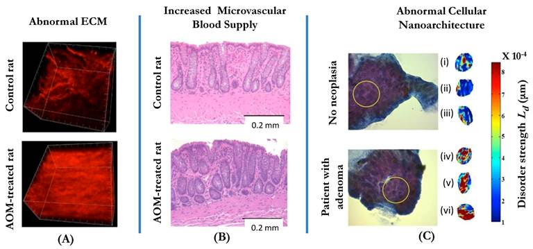 J Cancer Image