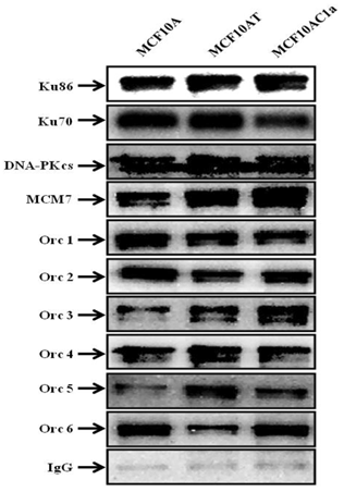 J Cancer Image