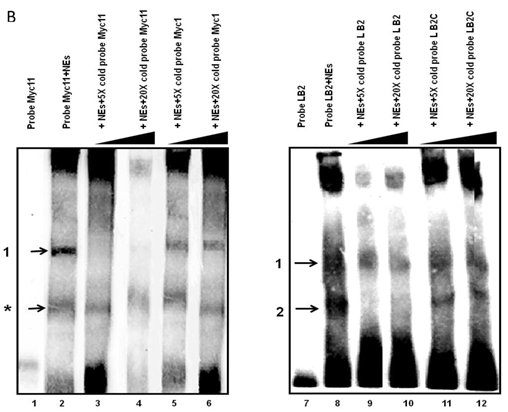 J Cancer Image