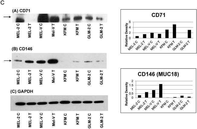 J Cancer Image