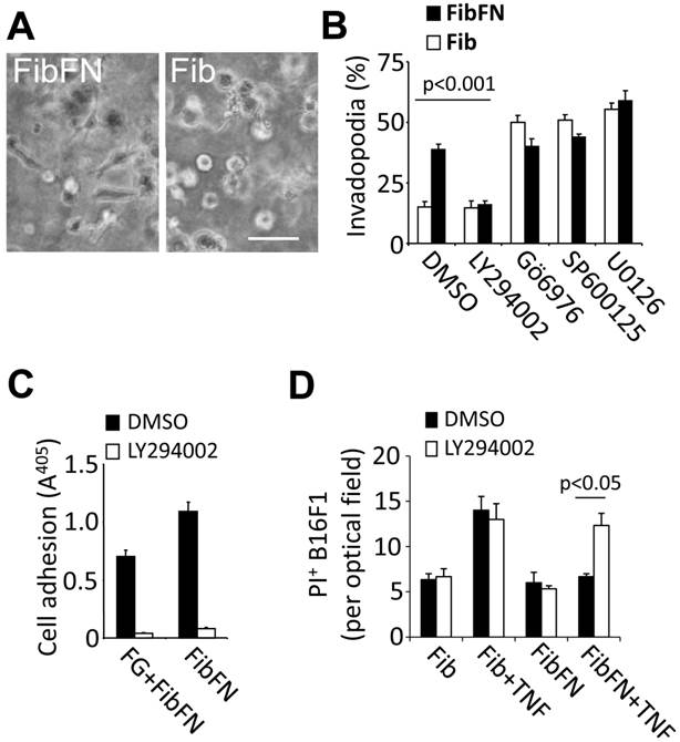 J Cancer Image