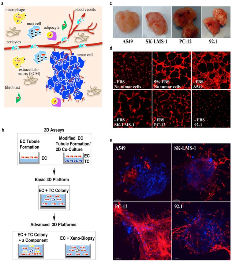 J Cancer Image