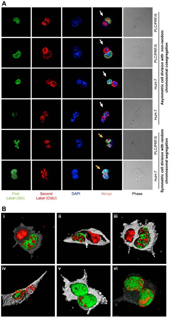 J Cancer Image