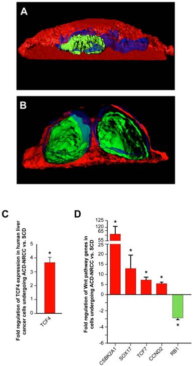 J Cancer Image