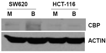 J Cancer Image