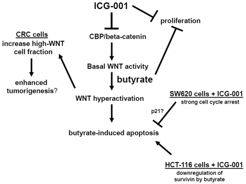 J Cancer Image