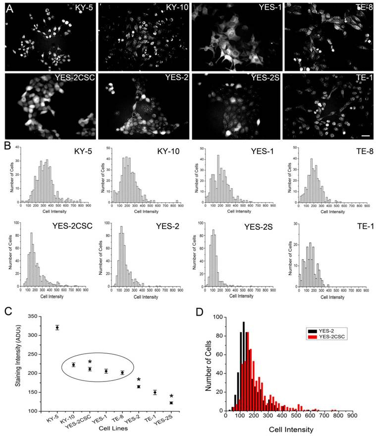 J Cancer Image