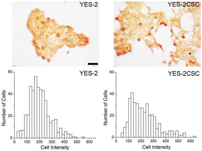 J Cancer Image