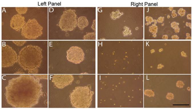 J Cancer Image