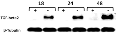 J Cancer Image