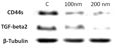 J Cancer Image