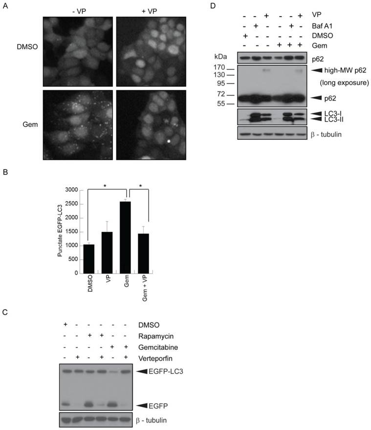 J Cancer Image