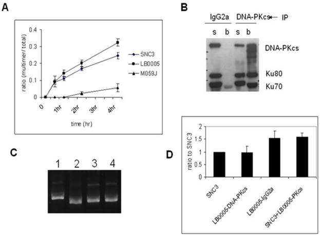 J Cancer Image