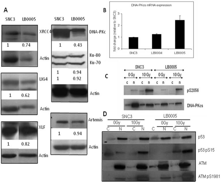 J Cancer Image