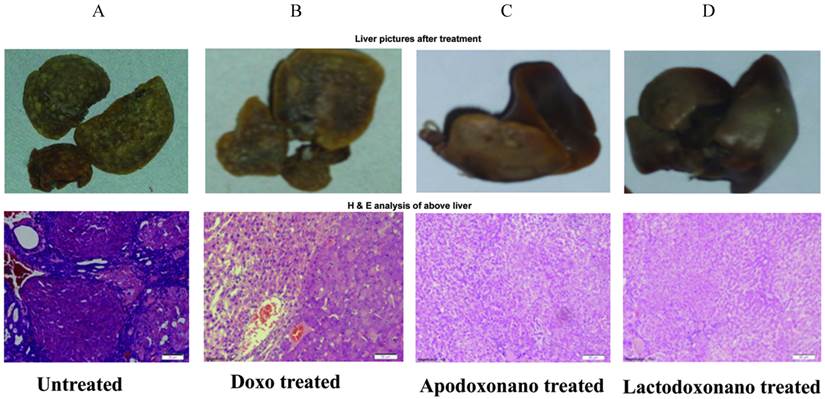 J Cancer Image