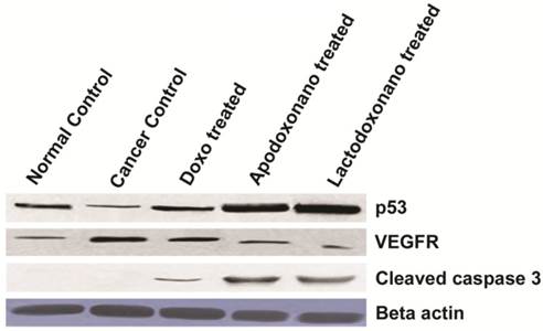 J Cancer Image