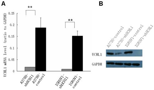 J Cancer Image