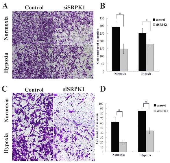 J Cancer Image