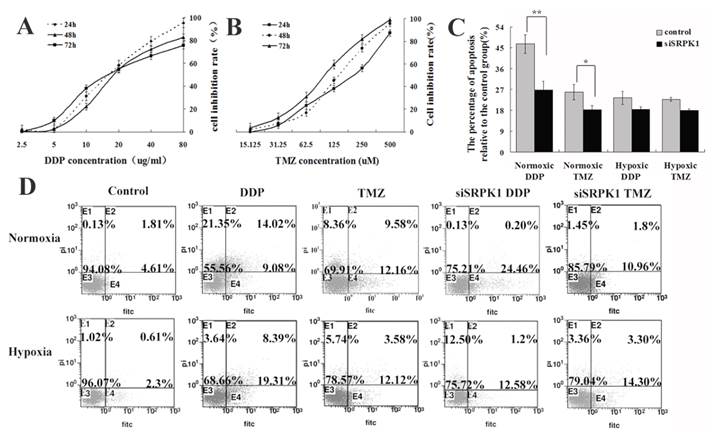 J Cancer Image