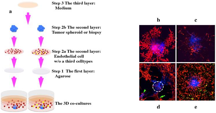 J Cancer Image