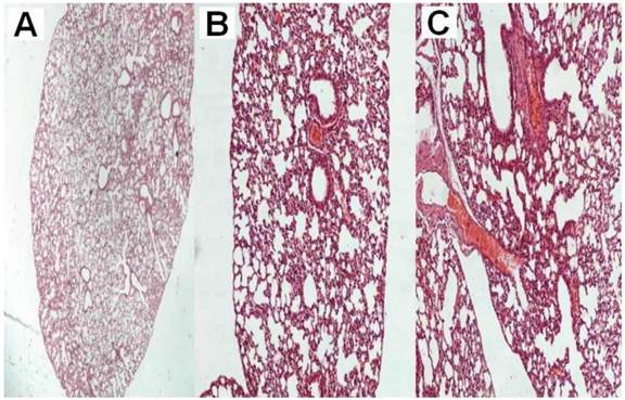 J Cancer Image