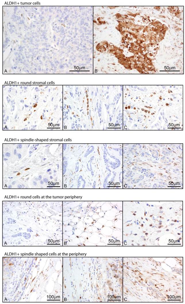 J Cancer Image