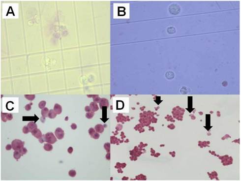 J Cancer Image