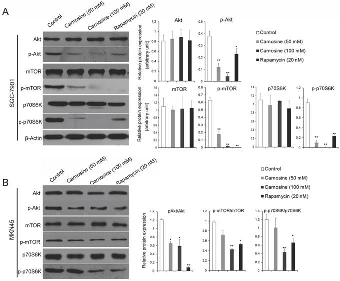 J Cancer Image