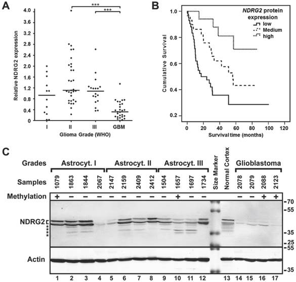 J Cancer Image