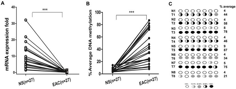 J Cancer Image