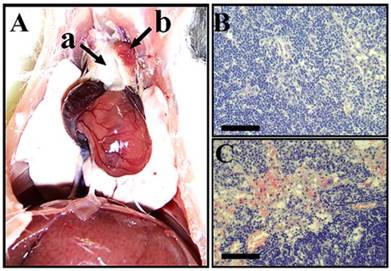 J Cancer Image