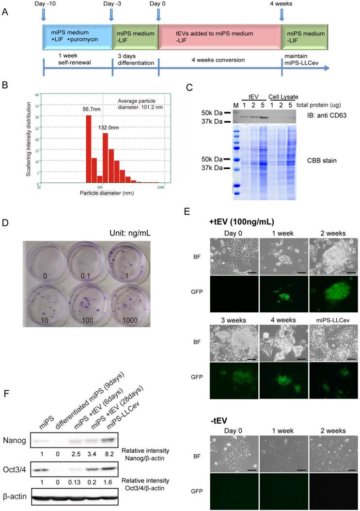 J Cancer Image