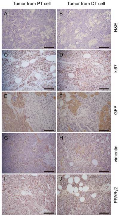 J Cancer Image