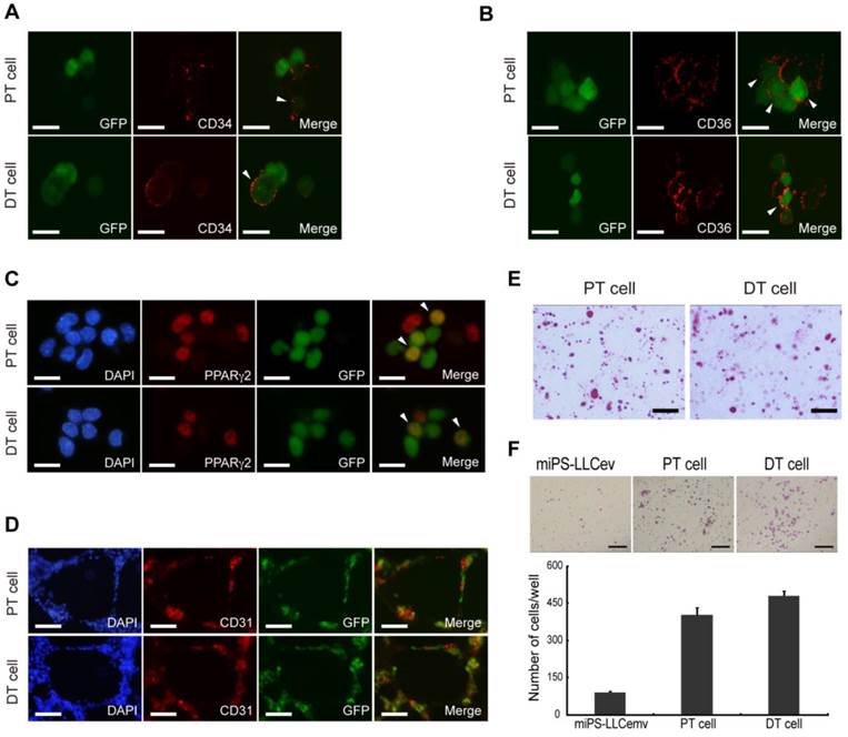 J Cancer Image