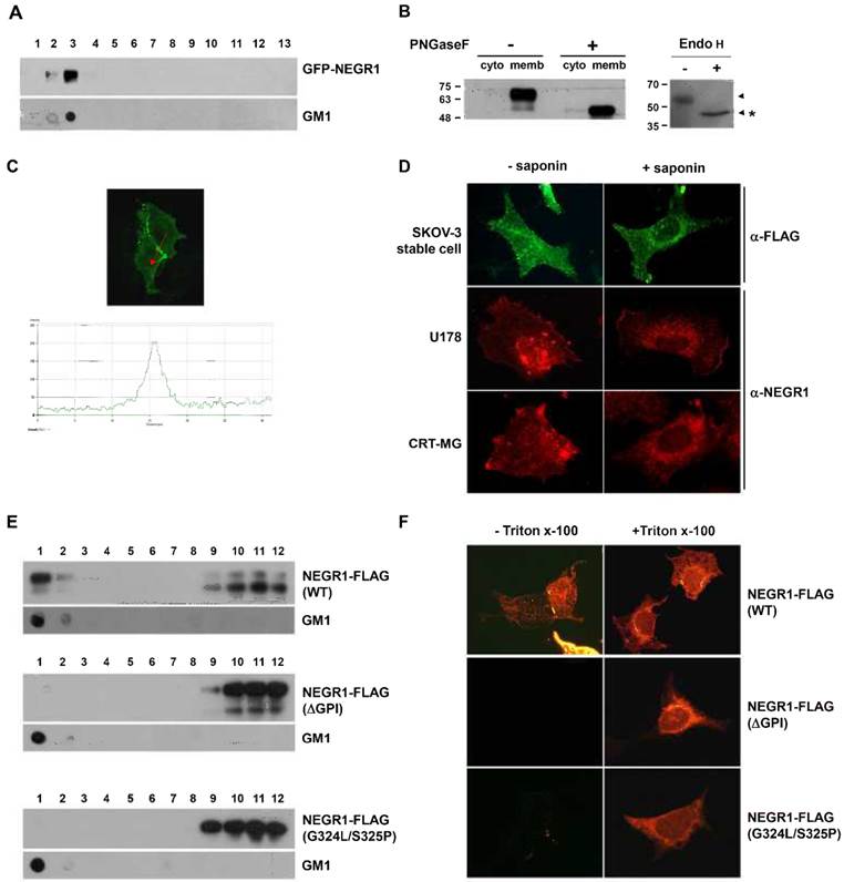 J Cancer Image