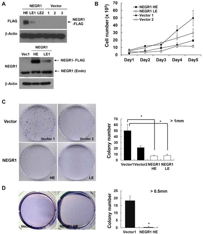 J Cancer Image