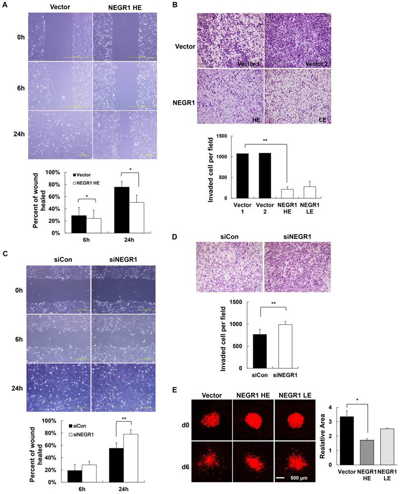 J Cancer Image