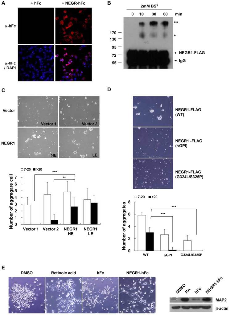 J Cancer Image