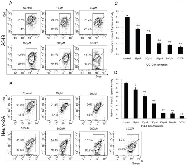 J Cancer Image