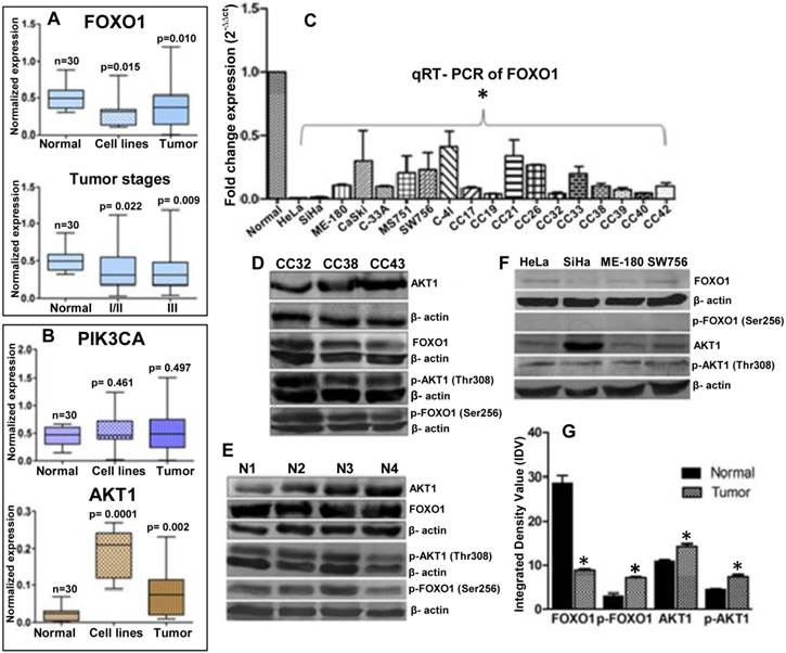 J Cancer Image