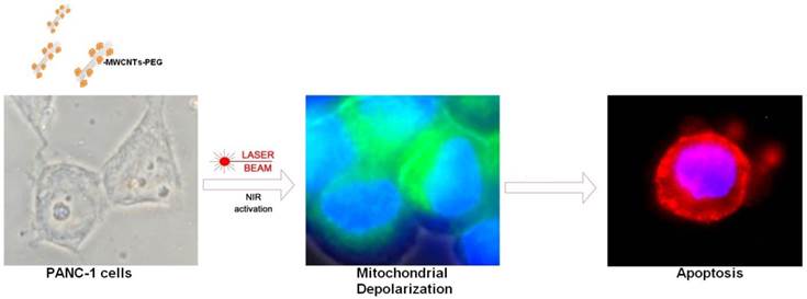 J Cancer Image