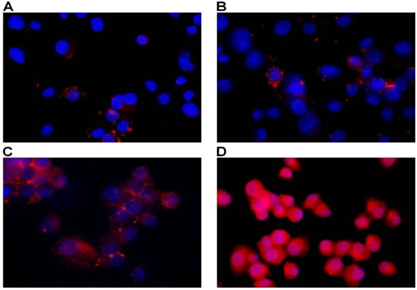 J Cancer Image