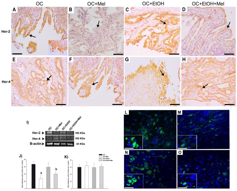 J Cancer Image