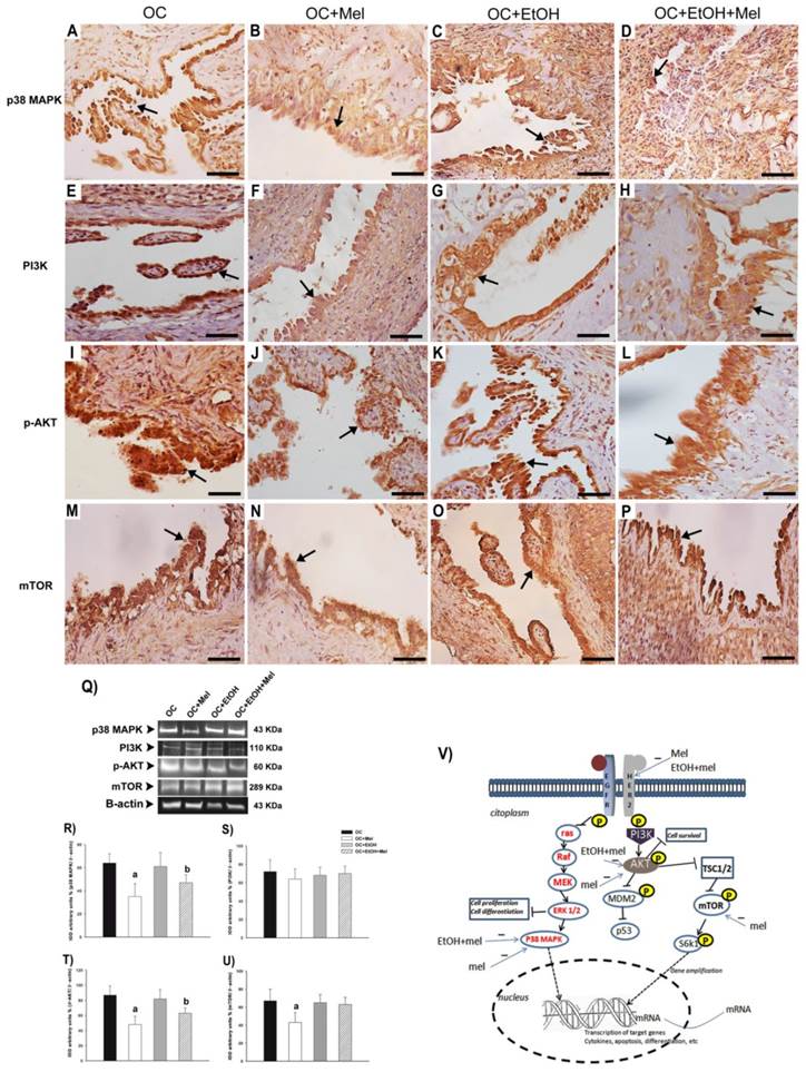 J Cancer Image