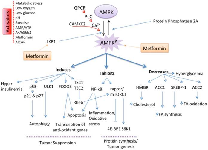 J Cancer Image