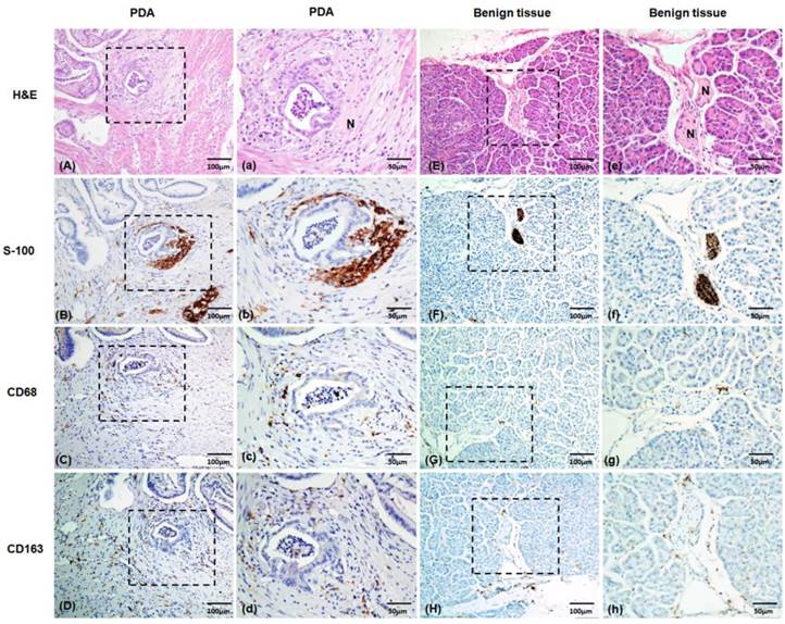 J Cancer Image