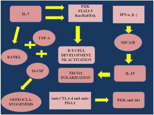 J Cancer Image