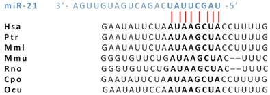 J Cancer Image