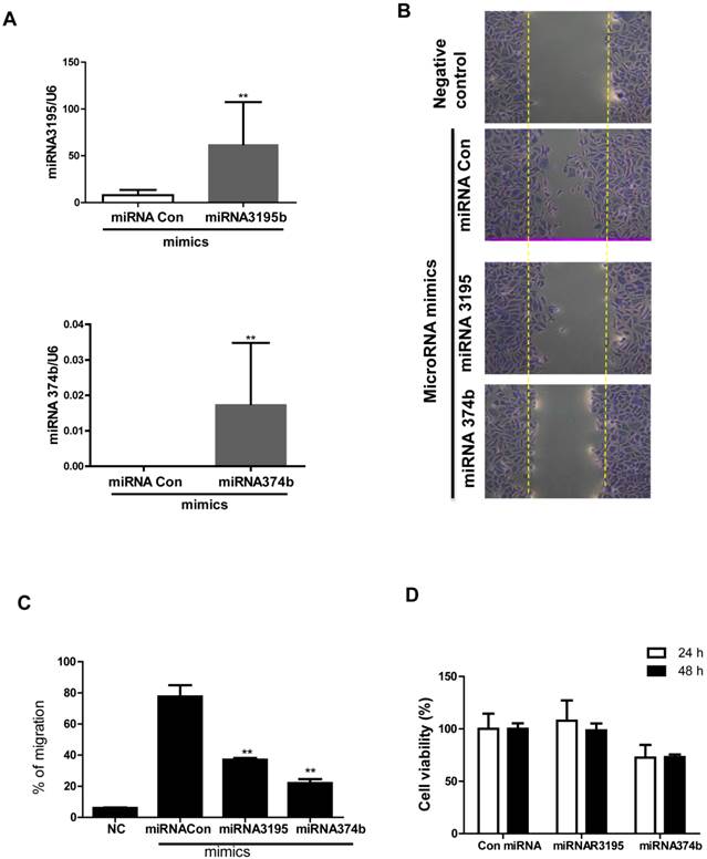 J Cancer Image