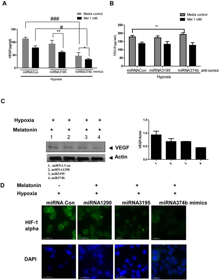 J Cancer Image